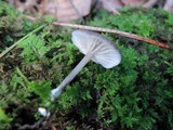 Entoloma querquedula image