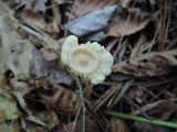 Entoloma alboumbonatum image