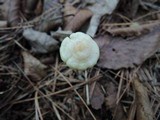 Entoloma alboumbonatum image