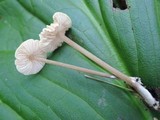 Entoloma alboumbonatum image