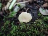 Entoloma alboumbonatum image