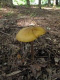 Hymenopellis incognita image