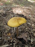 Hymenopellis incognita image