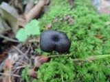 Entoloma chalybeum image