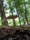 Hymenopellis incognita image