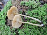 Entoloma formosum image