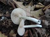 Entoloma rhodopolium image