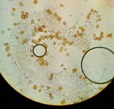 Bolbitius lacteus image