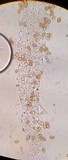 Bolbitius lacteus image