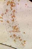 Bolbitius lacteus image