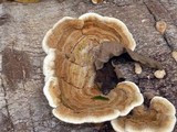 Funalia polyzona image