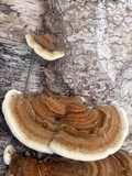 Funalia polyzona image