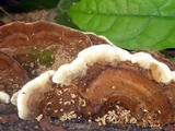 Funalia polyzona image