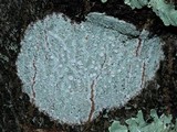 Lecanora albella image