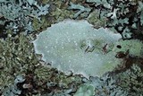 Lecanora albella image