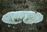 Lecanora albella image
