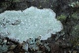 Lecanora albella image
