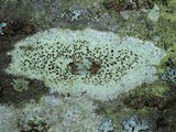Lecanora strobilina image