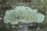 Lecanora strobilina image