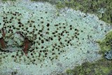 Lecanora strobilina image