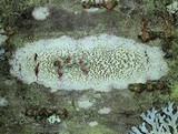 Lecanora strobilina image
