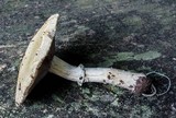 Stropharia hardii image