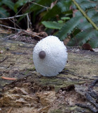 Leucocoprinus brebissonii image