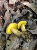 Aureoboletus innixus image