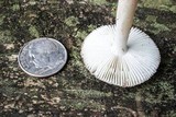 Amanita farinosa image