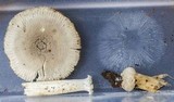 Amanita farinosa image