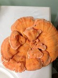 Laetiporus cincinnatus image