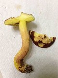 Leccinum rubropunctum image
