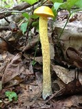 Heimioporus betula image