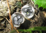 Cyathus stercoreus image