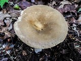 Lactarius marylandicus image