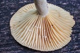 Lactarius marylandicus image