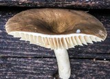 Lactarius marylandicus image