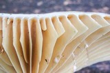 Lactarius marylandicus image