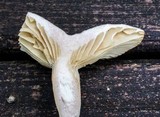 Lactarius marylandicus image