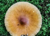 Amanita sect. Vaginatae image