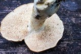 Hydnum umbilicatum image