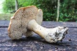 Hydnum umbilicatum image