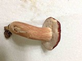 Xanthoconium purpureum image