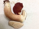 Xanthoconium purpureum image