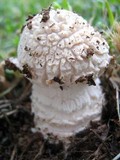 Amanita foetidissima image