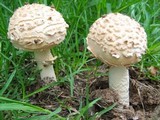 Amanita foetidissima image