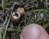 Cyathus stercoreus image