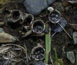 Cyathus stercoreus image