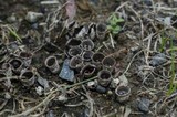 Cyathus stercoreus image