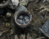 Cyathus stercoreus image